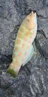 Image of Christmas wrasse