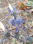 Eryngium dilatatum Lam. resmi