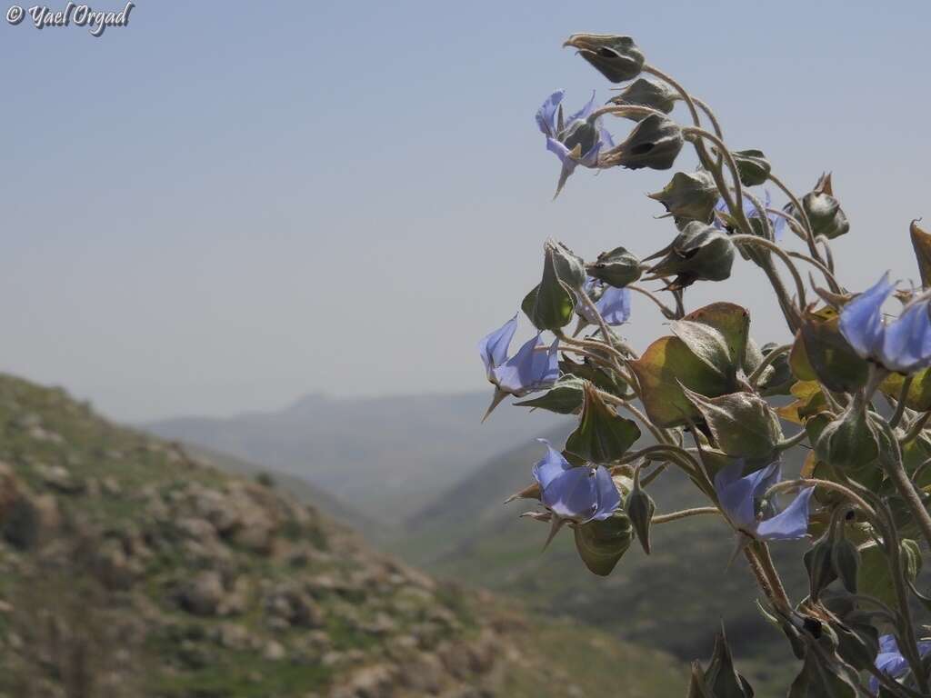 Image of Trichodesma boissieri Post