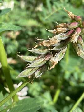 Image of Humboldt County milkvetch