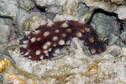 Image of Sand sifting sea cucumber