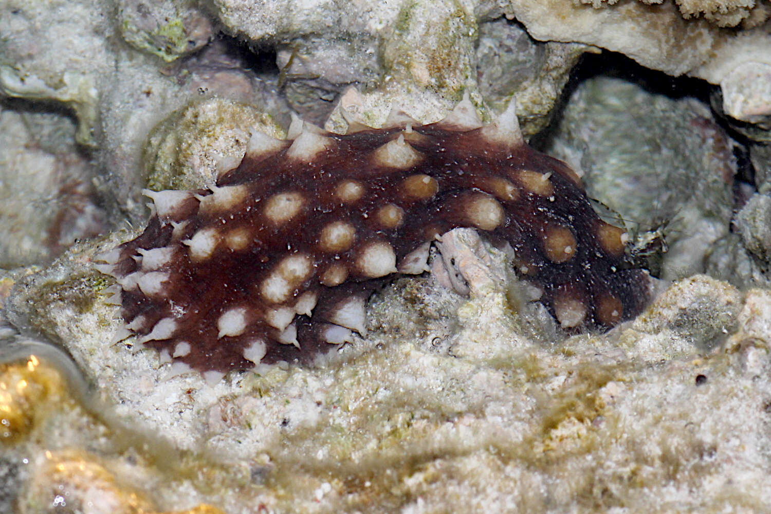 Image of Sand sifting sea cucumber