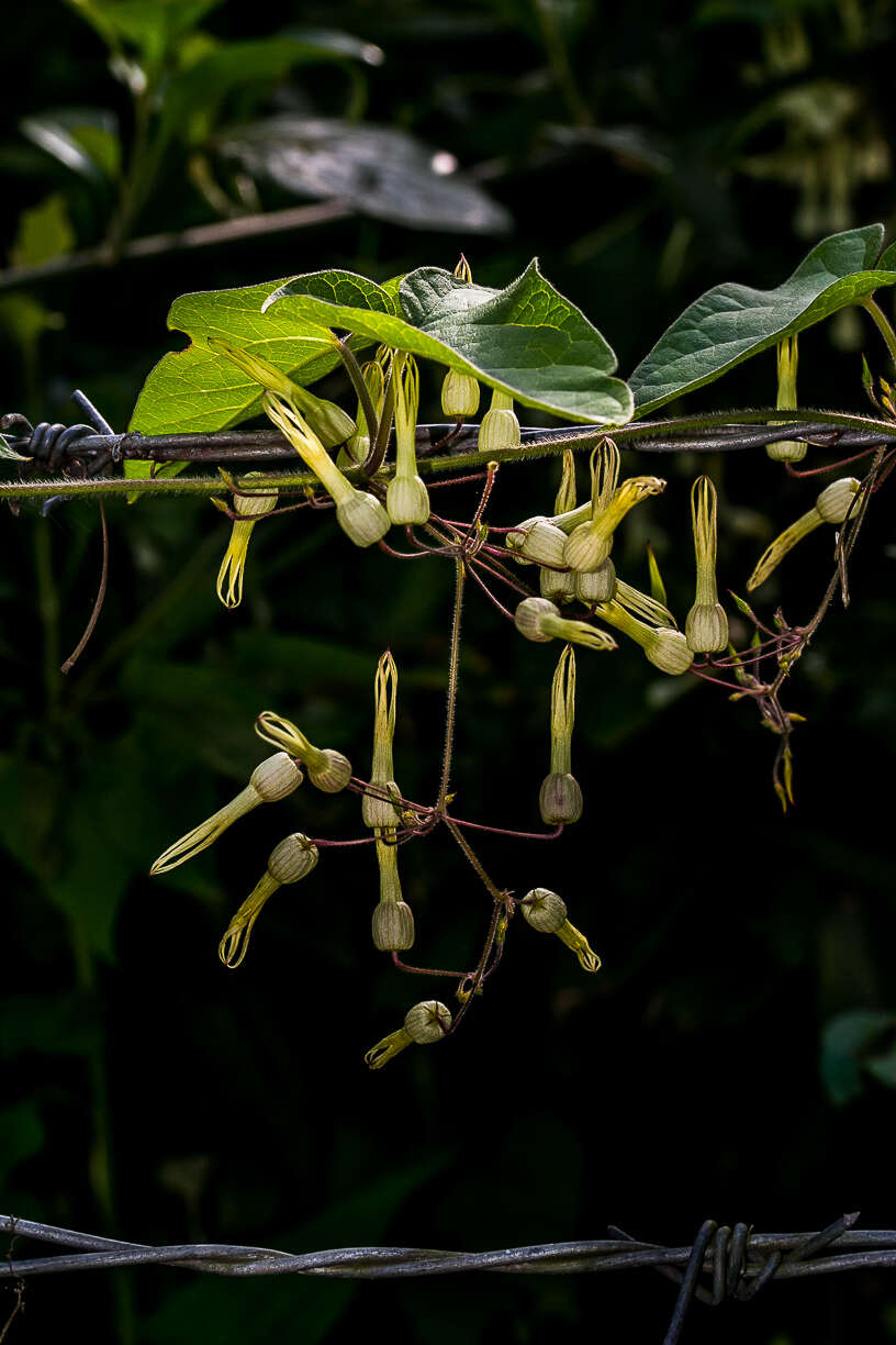 Image de Riocreuxia torulosa (E. Mey.) Decne.