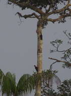 Image of Crimson-crested Woodpecker