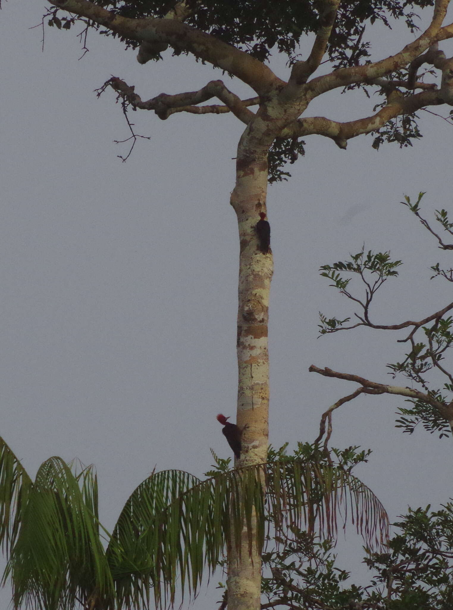 Image of Crimson-crested Woodpecker