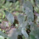 Image of Didymoglossum cuspidatum (Willd.) Ebihara & Dubuisson