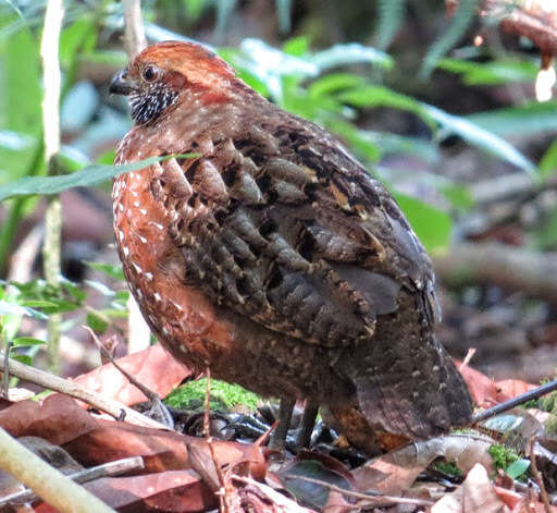 Image of Spotted Wood Quail