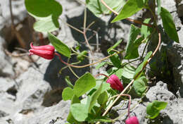 Image de Clematis texensis Buckl.