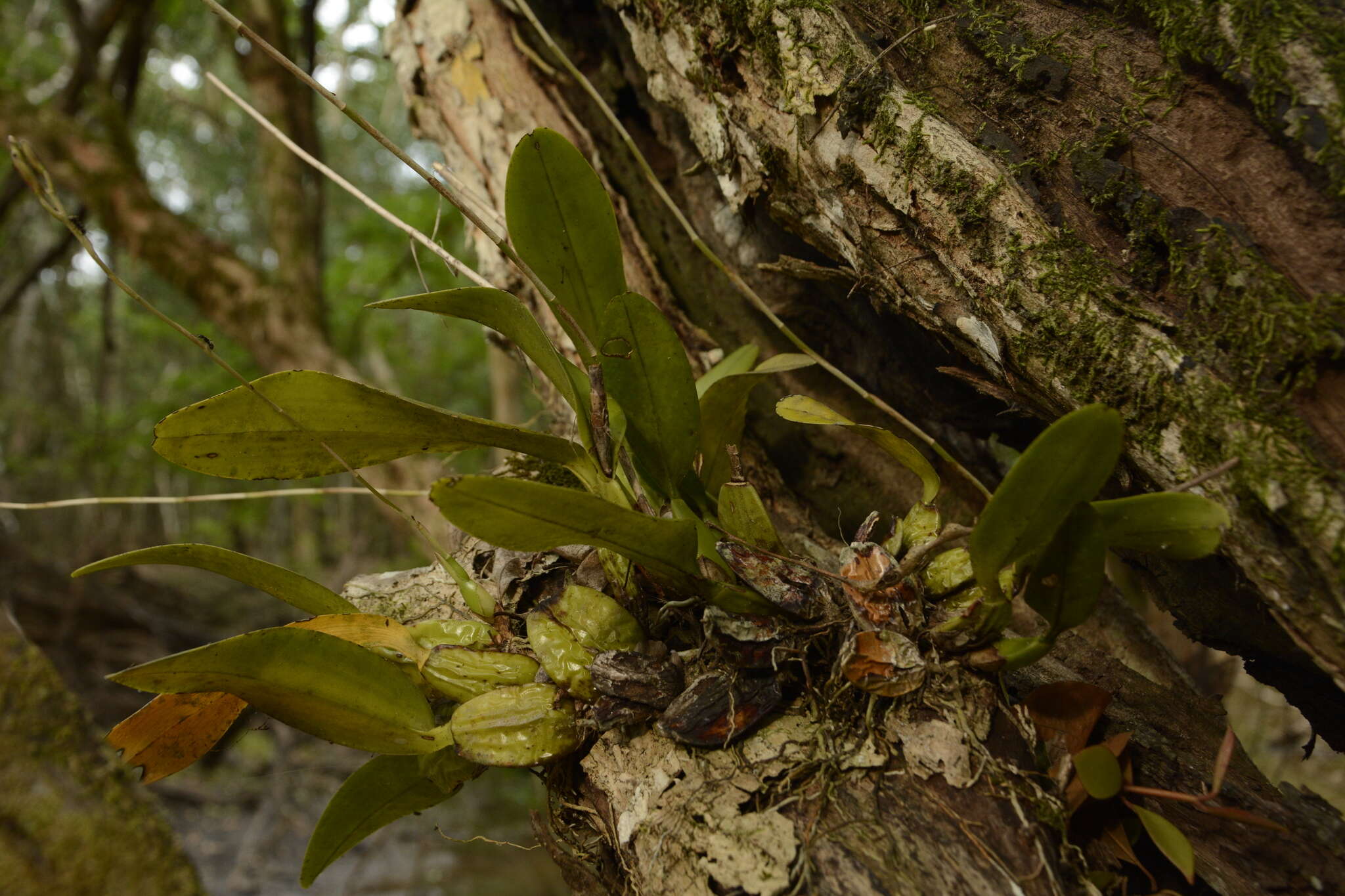 Plancia ëd Laelia rubescens Lindl.