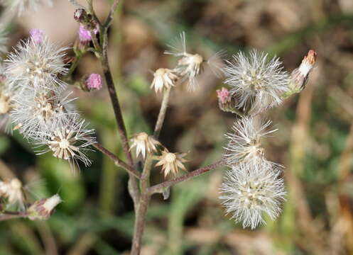 Sivun Cyanthillium cinereum var. parviflorum (Reinw. ex Bl.) Karthik. & Moorthy kuva