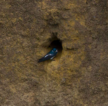 Image of White-winged Swallow