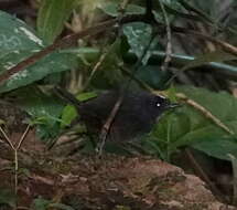 Image of Santa Marta Tapaculo