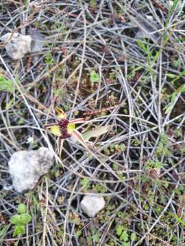 Image de Caladenia conferta D. L. Jones