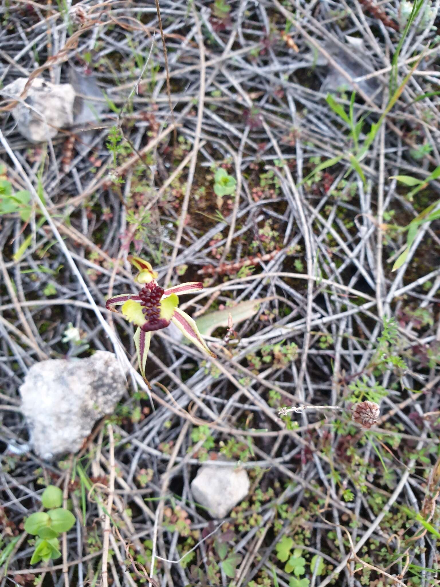 Image of Coast spider orchid