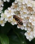 Image of Syrphus reedi Shannon 1927