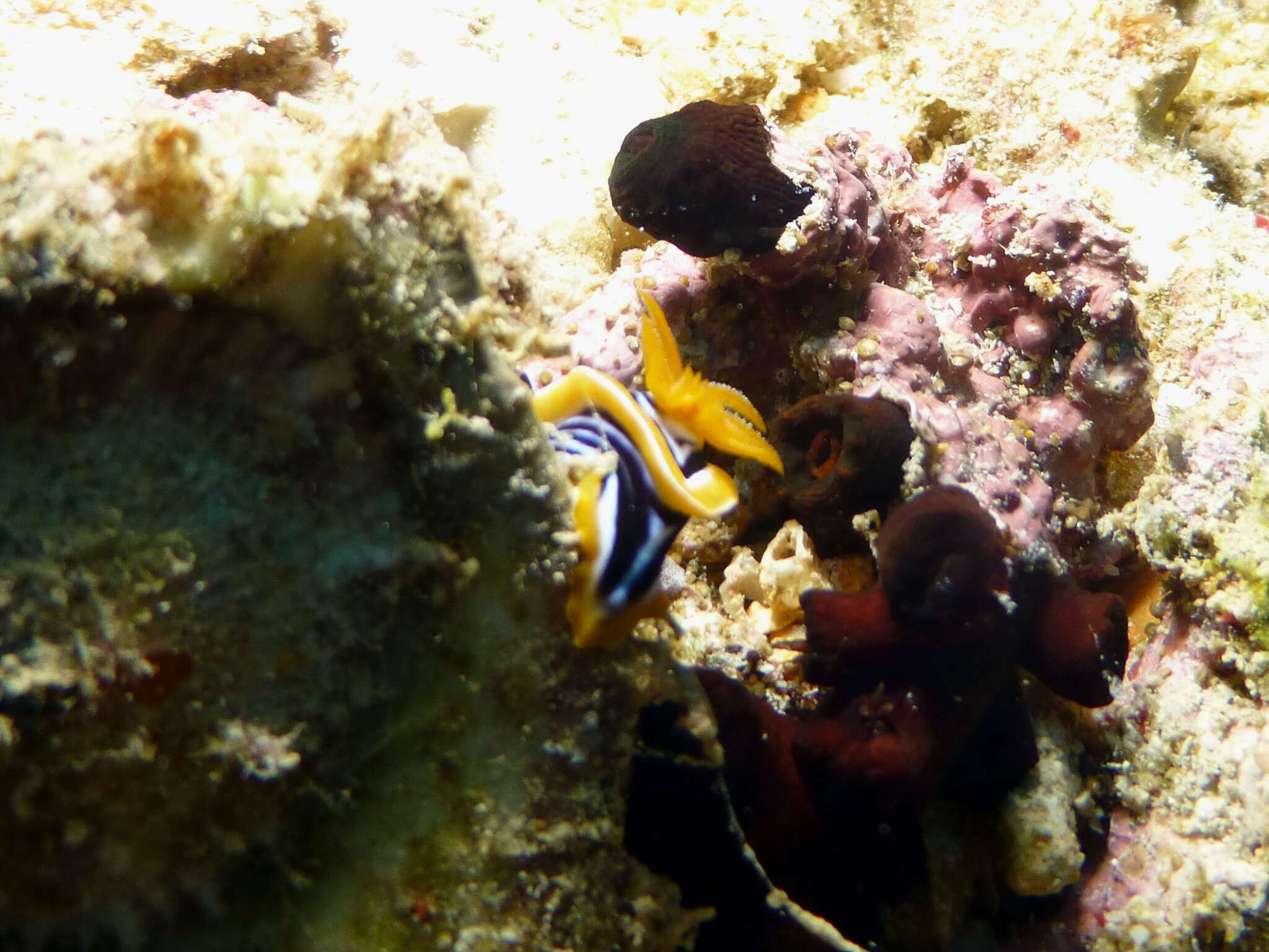 Sivun Chromodoris quadricolor (Rüppell & Leuckart 1830) kuva