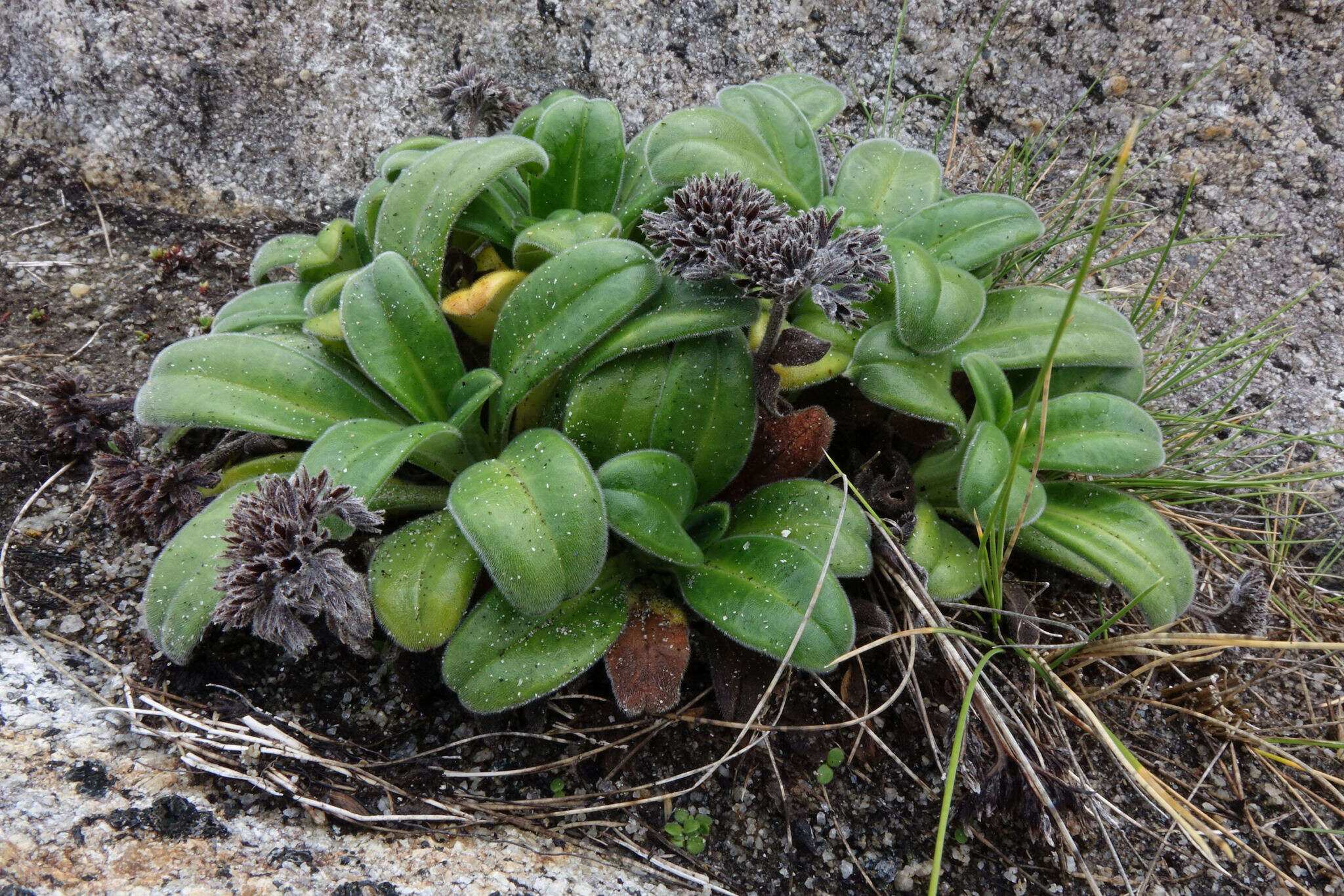 Image of Myosotis rakiura L. B. Moore