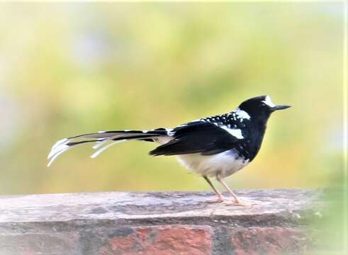 Image of Spotted Forktail