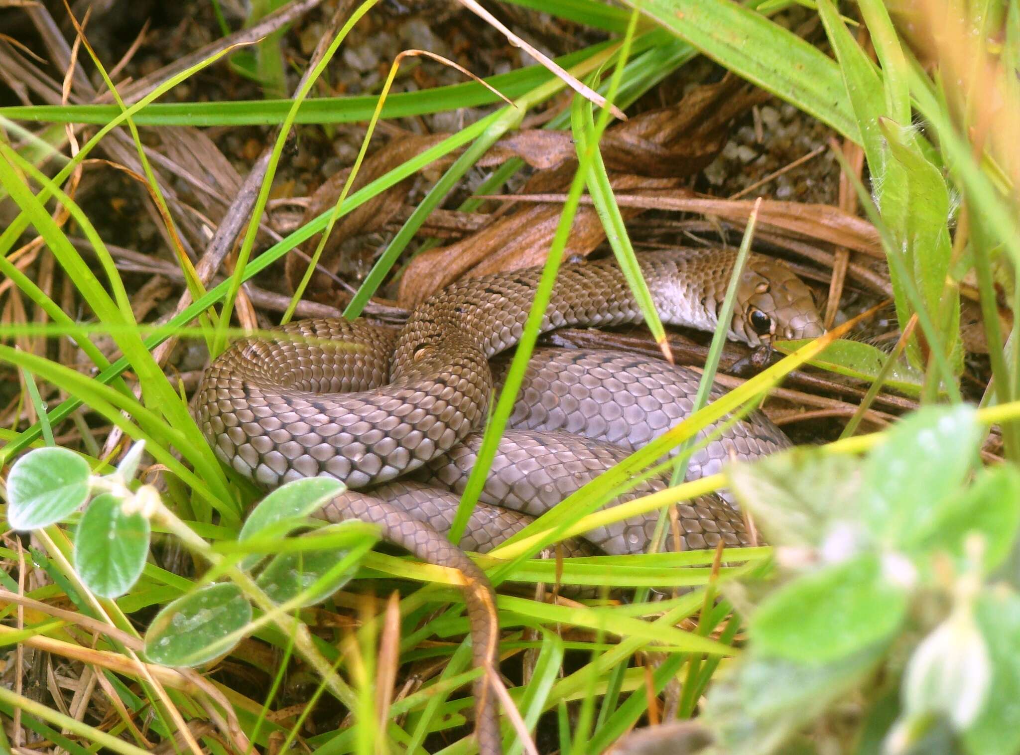 Philodryas patagoniensis (Girard 1858) resmi