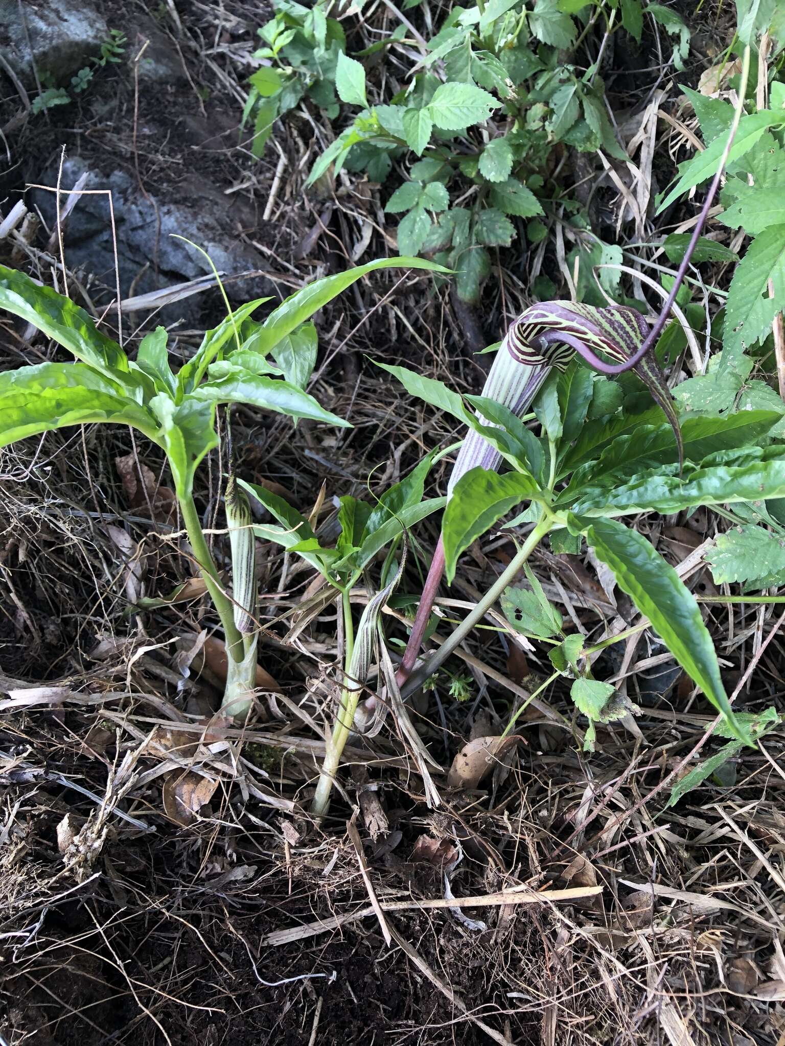 Image of Arisaema thunbergii subsp. autumnale J. C. Wang, J. Murata & H. Ohashi