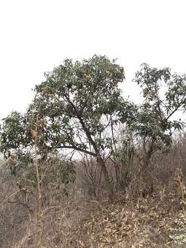 Image of Colicodendron C. F. P. Martius 1839