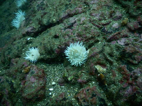 Image of Striped anemone