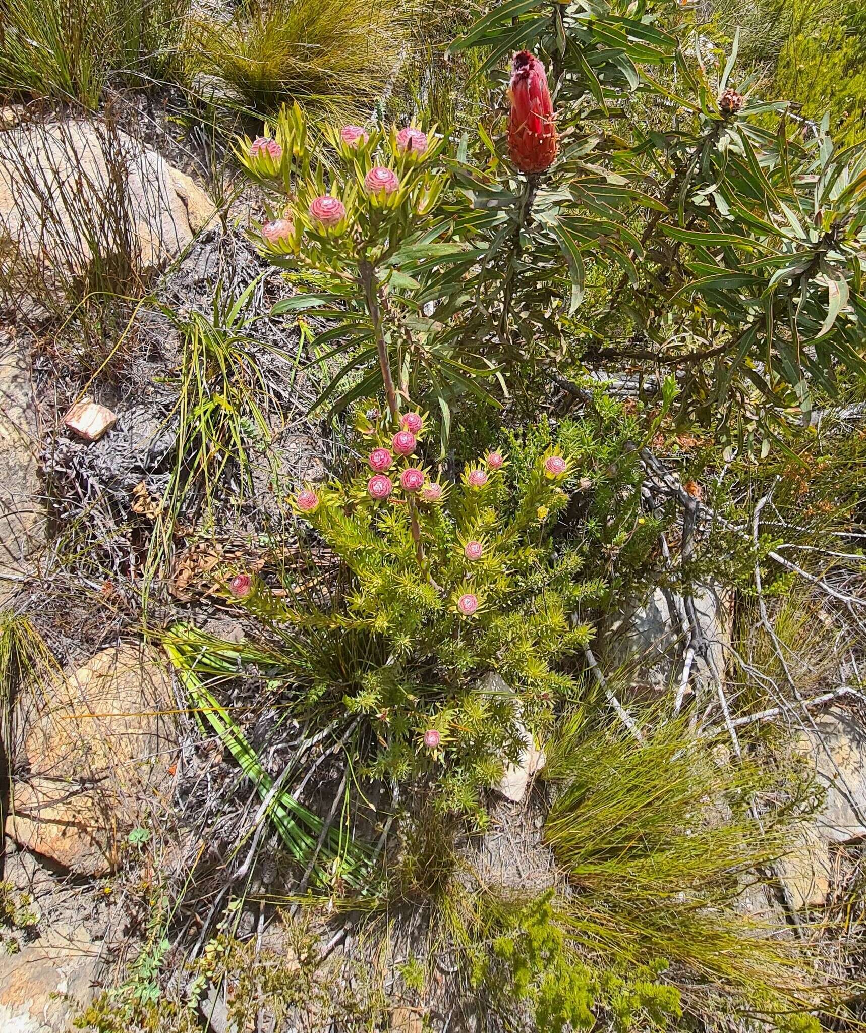 Image of Leucadendron uliginosum subsp. glabratum I. J. M Williams