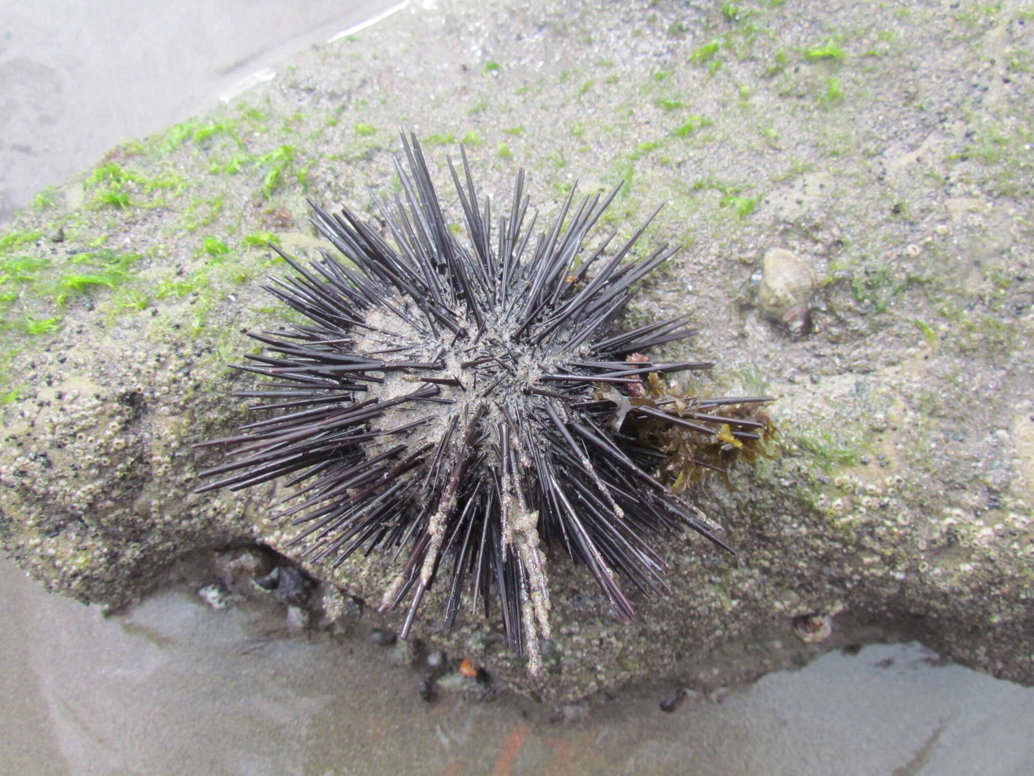 Image of rock urchin