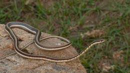 Sivun Dendrelaphis tristis (Daudin 1803) kuva