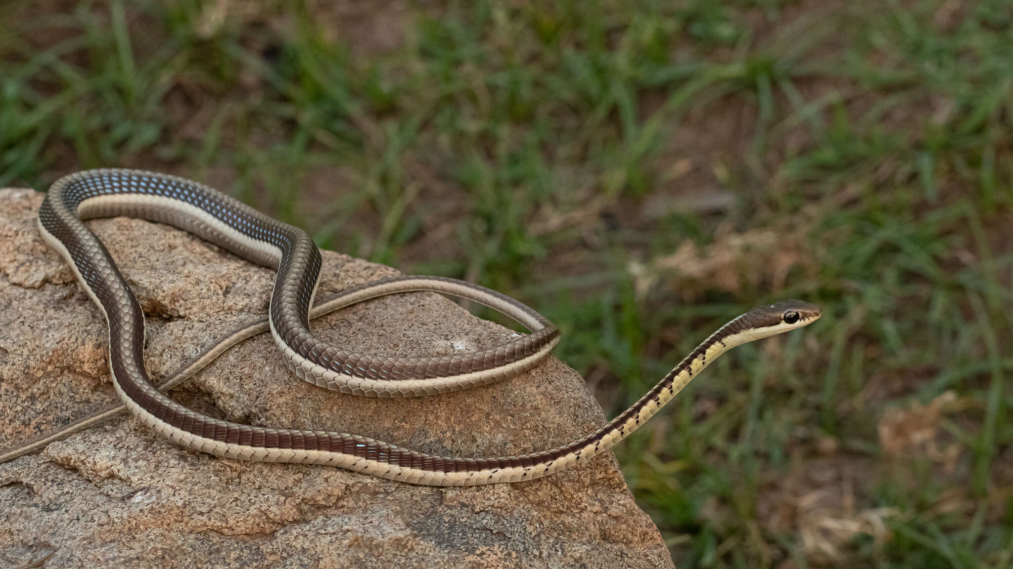 Sivun Dendrelaphis tristis (Daudin 1803) kuva