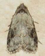 Image of Currant Fruitworm Moth