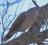 Image of Large-tailed Dove