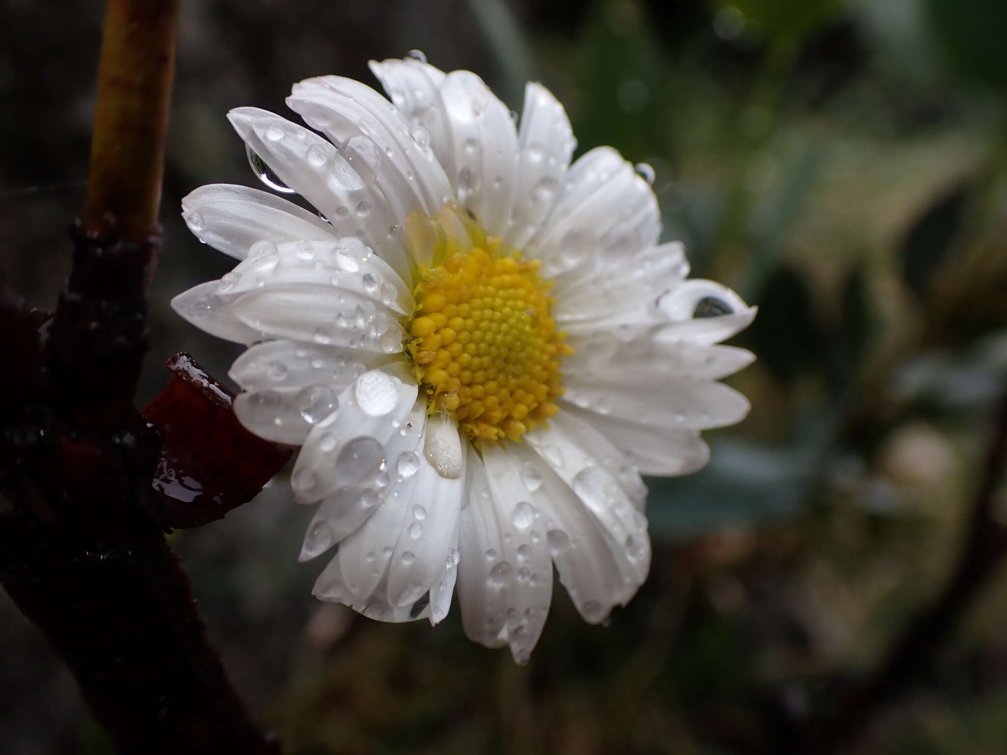 Image of Brachyscome nivalis F. Müll.