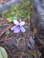 Imagem de Viola formosana Hayata