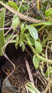 Image of Mendocino gentian