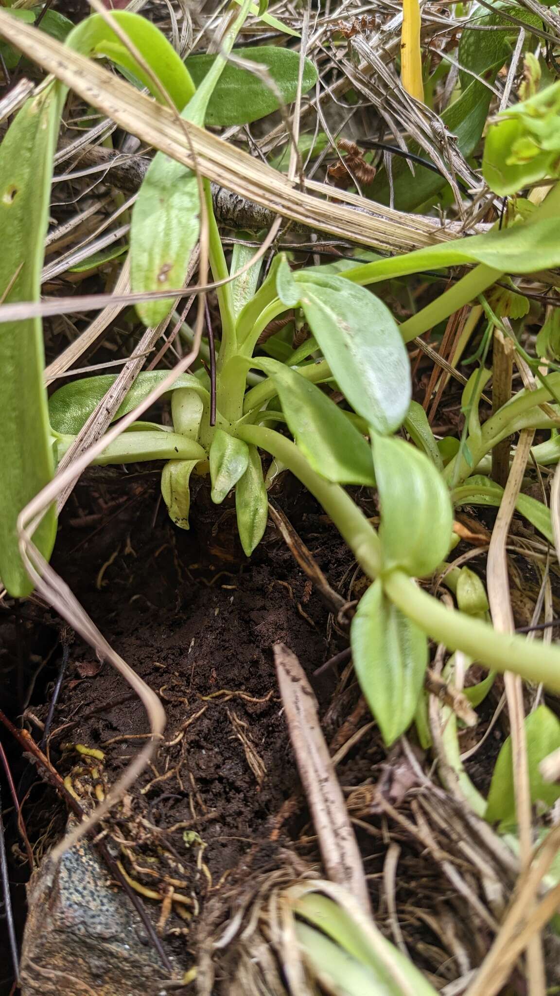 Image of Mendocino gentian