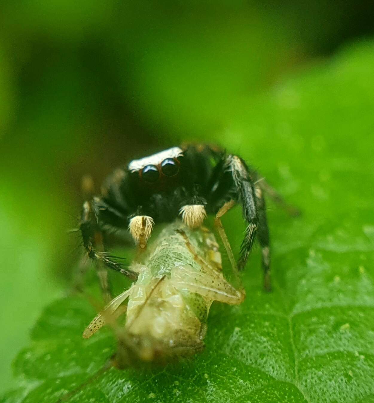 Image of Evarcha albaria (L. Koch 1878)