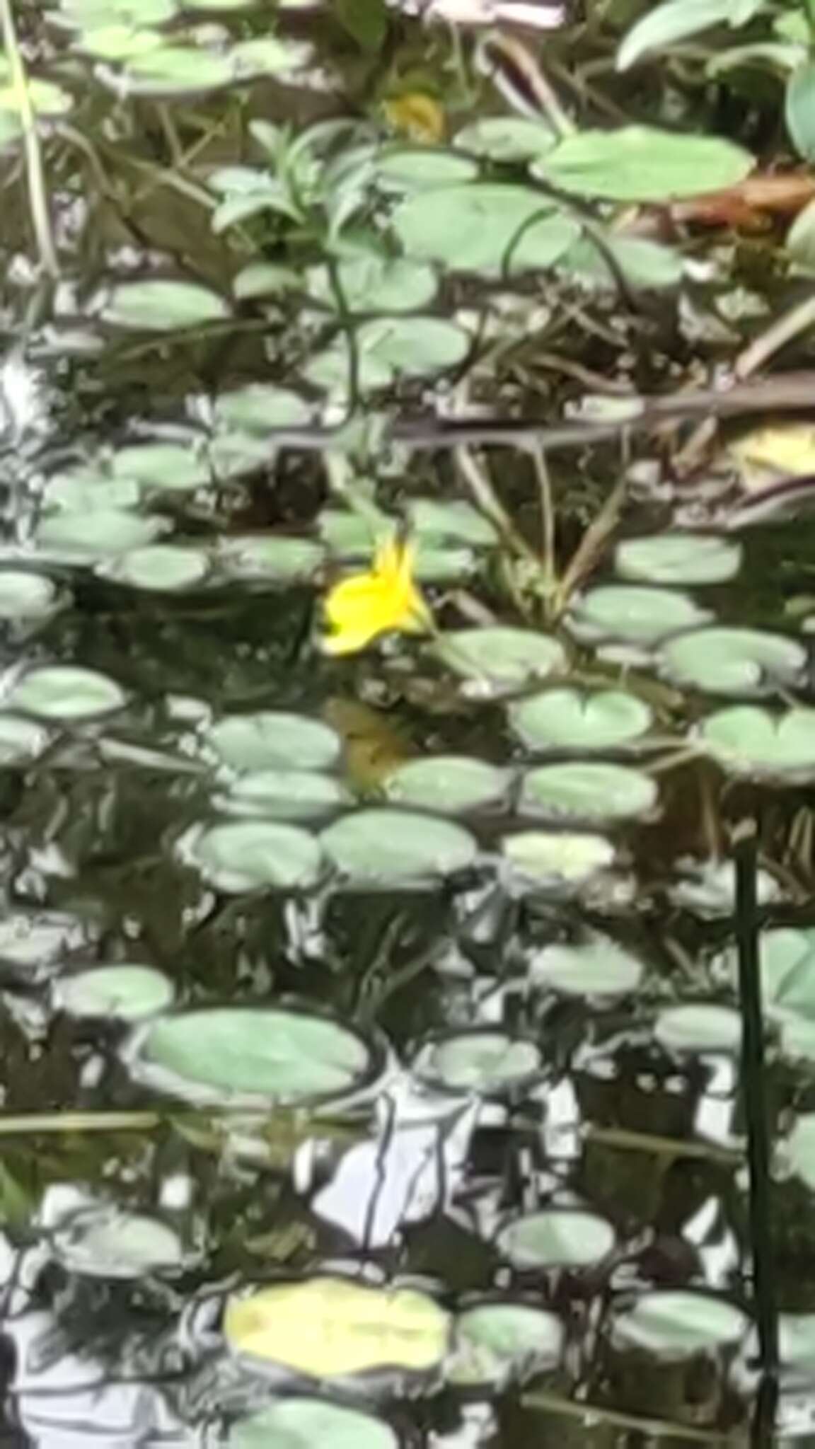 Image de Ludwigia peploides subsp. stipulacea (Ohwi) Raven