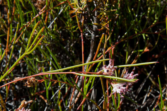 Imagem de Serruria flagellifolia Salisb. ex Knight