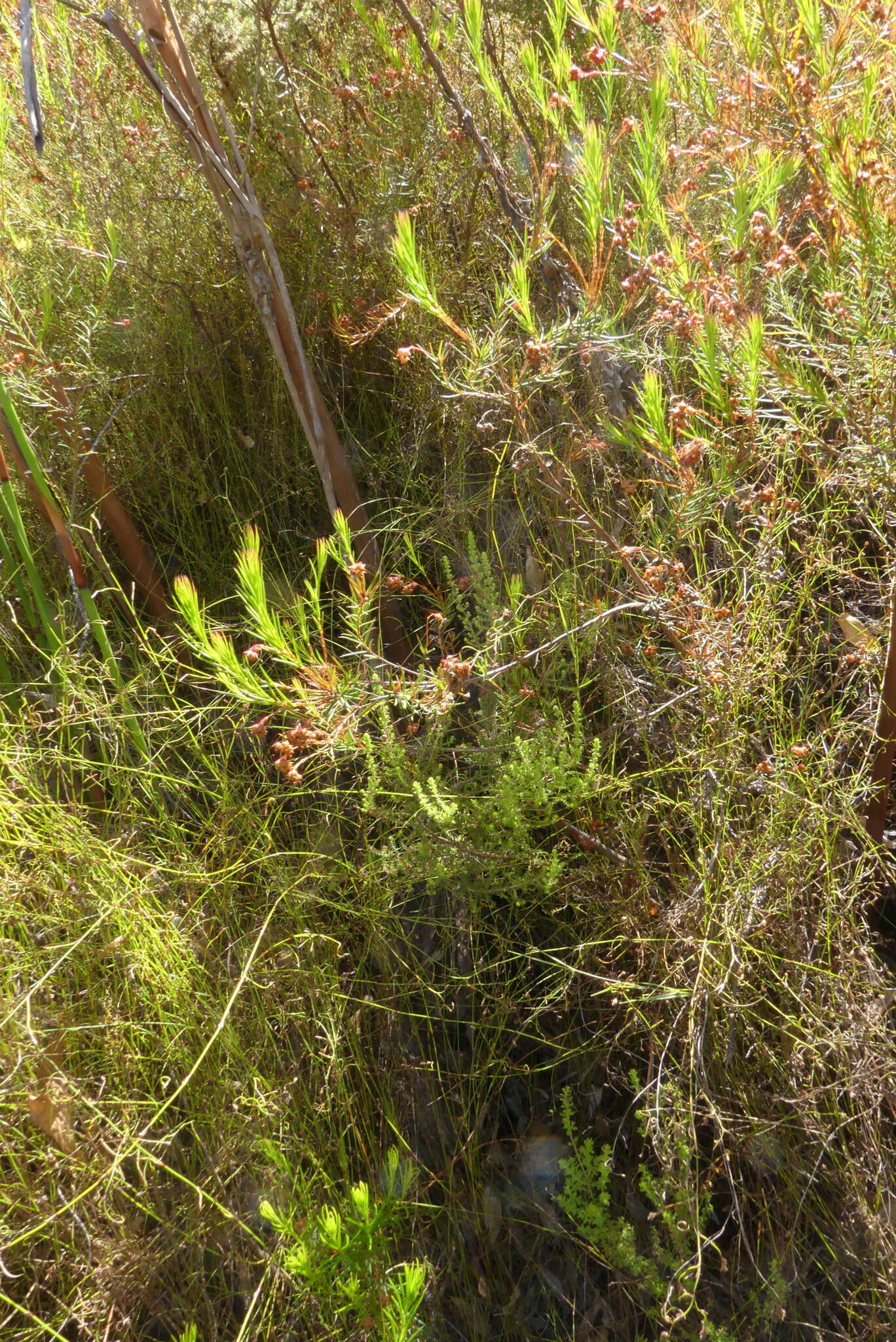 Image of Erica polifolia Salisb. ex Benth.