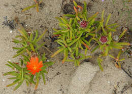 صورة Lampranthus fergusoniae (L. Bol.) L. Bol.