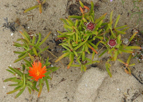 صورة Lampranthus fergusoniae (L. Bol.) L. Bol.