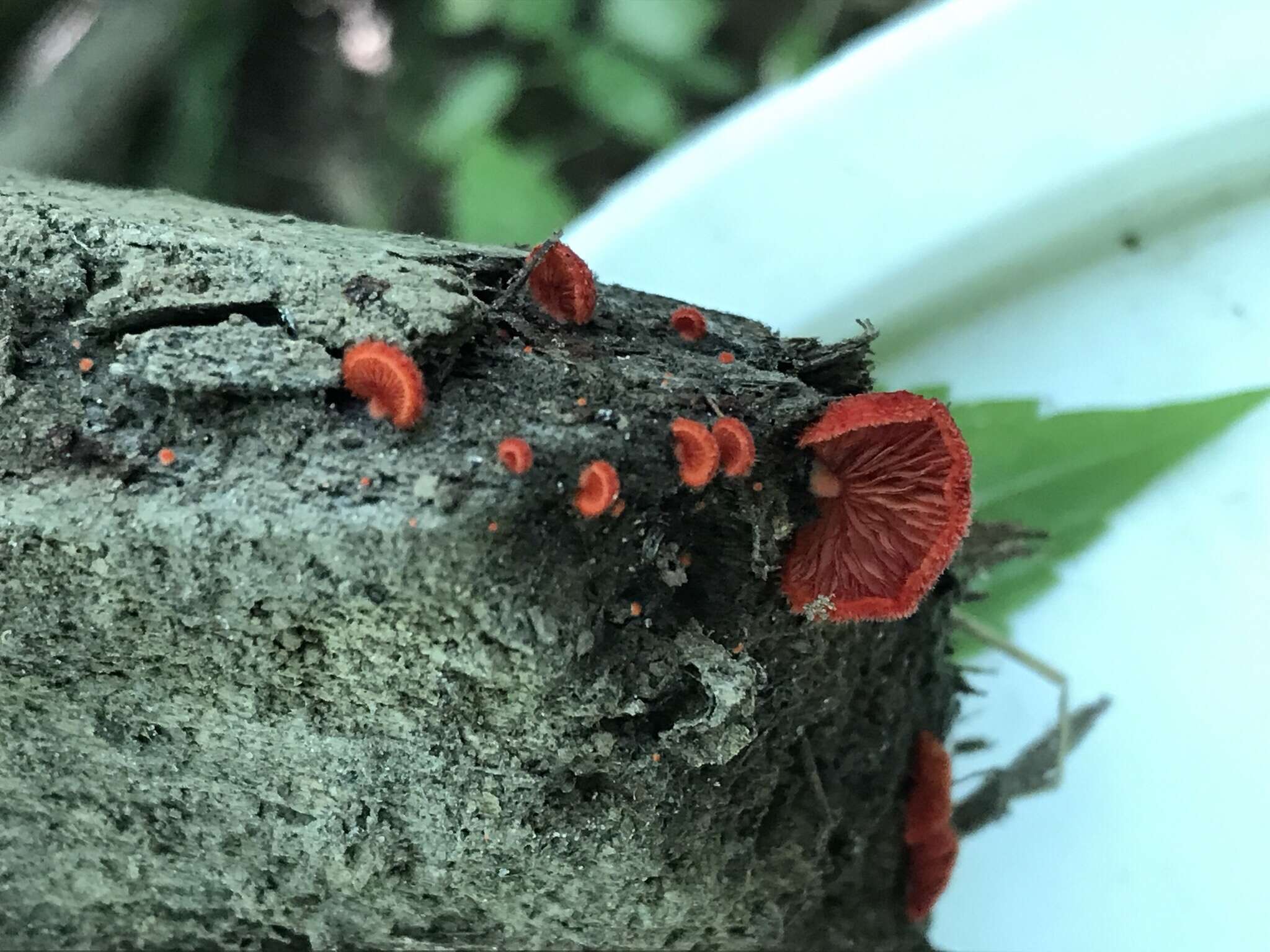 Image of Cinnabar oysterling