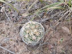 Image of Chihuahuan Foxtail Cactus