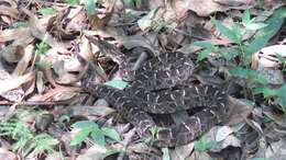 Bothrops pubescens (Cope 1870) resmi