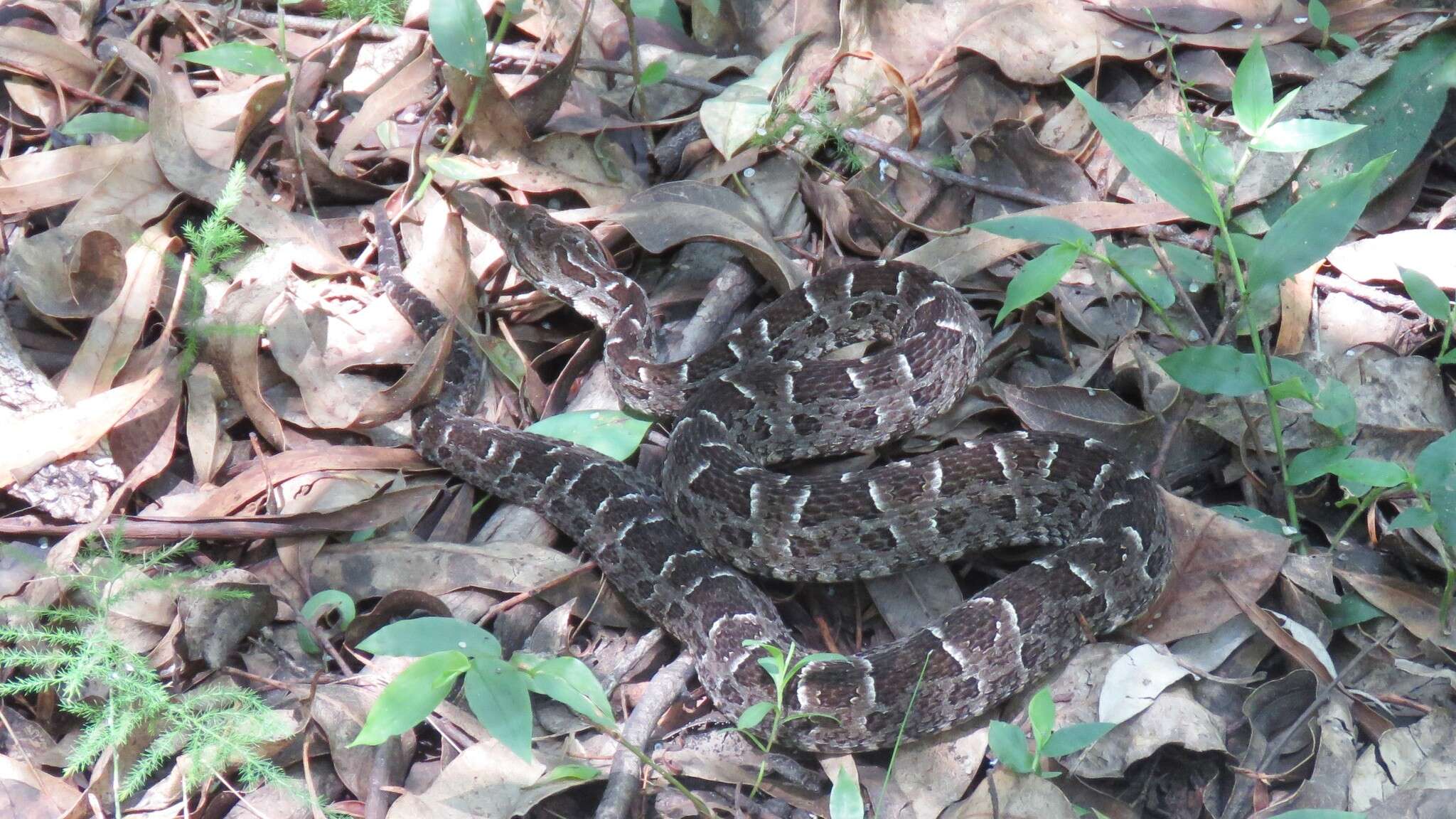 Bothrops pubescens (Cope 1870) resmi