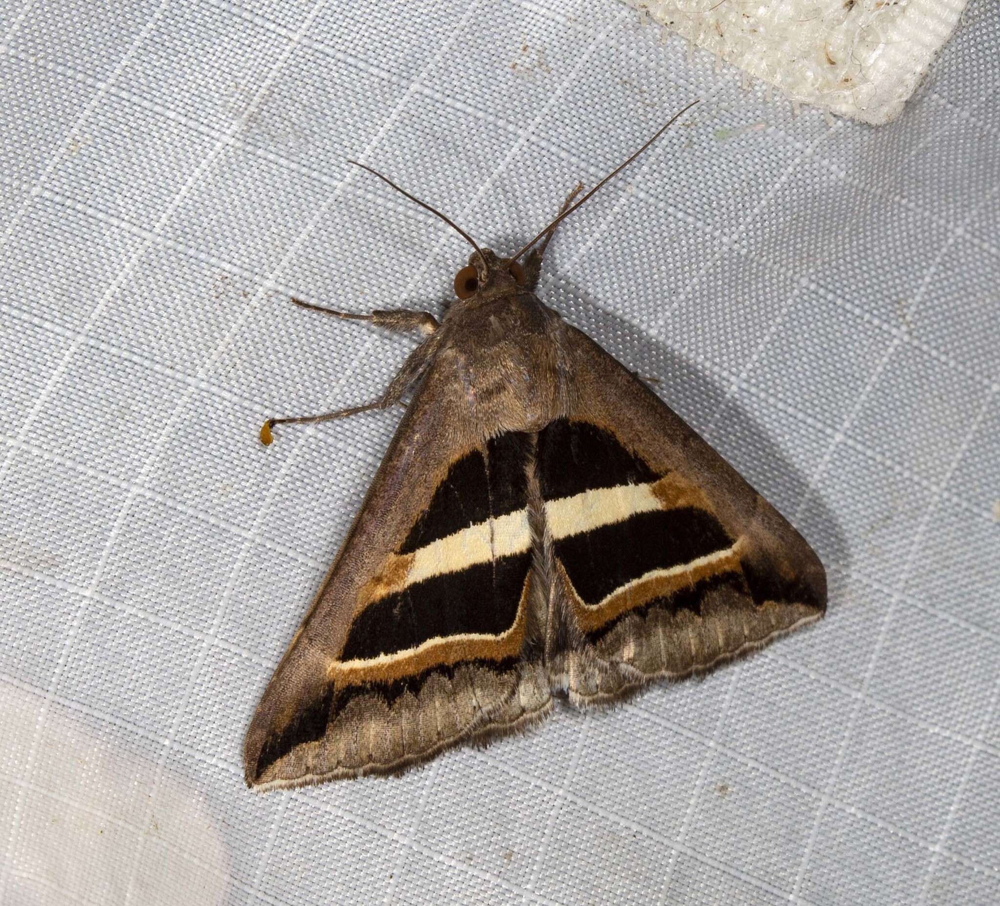 Image of Grammodes occulta Berio 1956