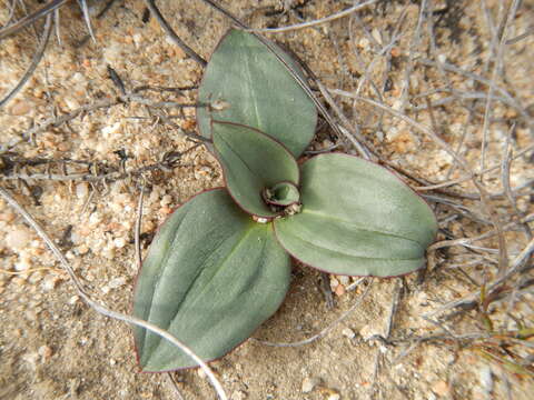 Image of Disa ovalifolia Sond.