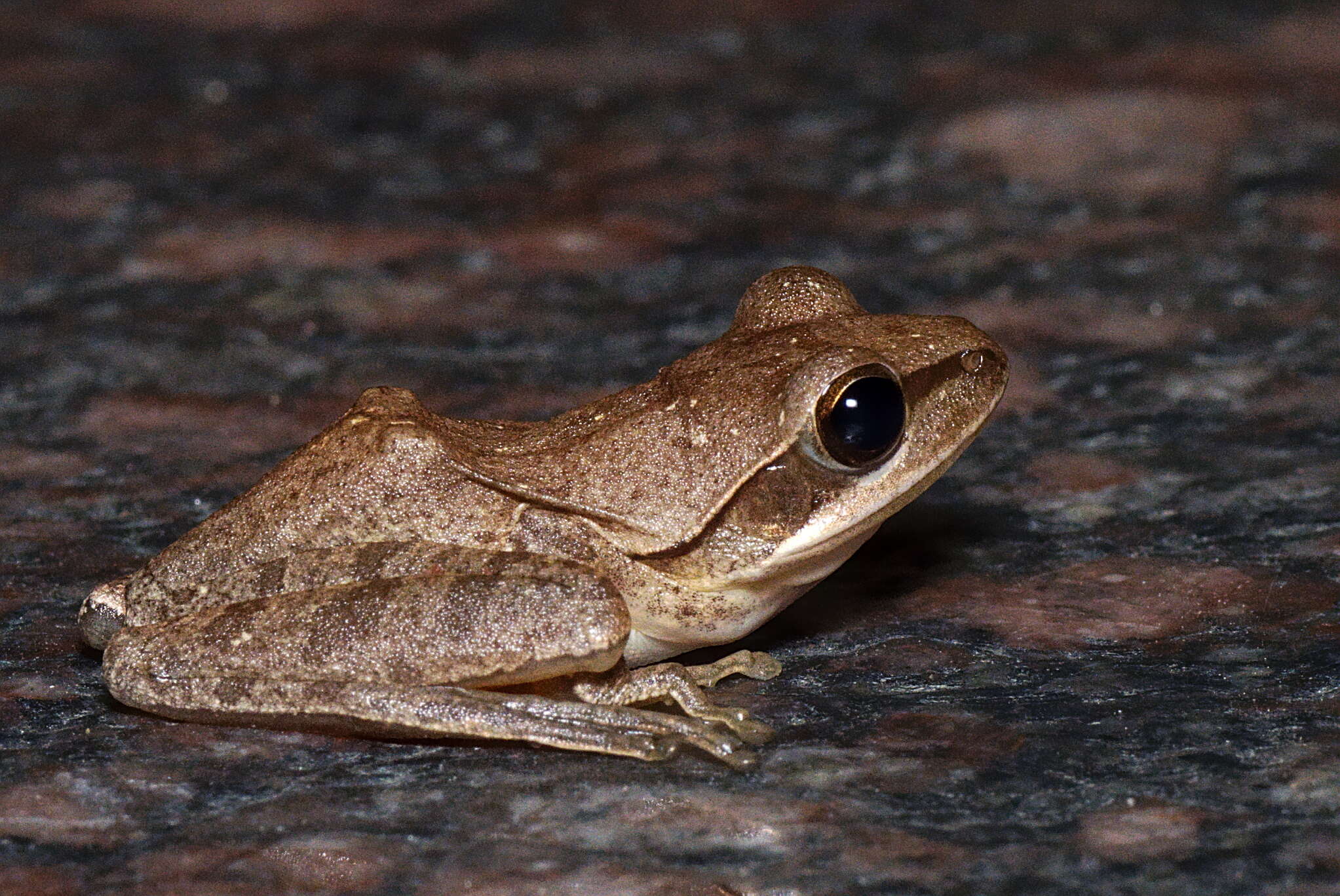 Image of Himalayan Tree Frog