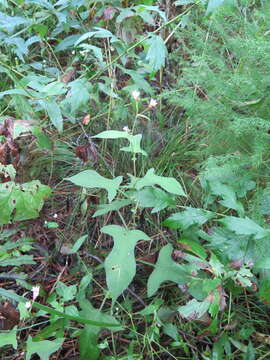 Imagem de Persicaria thunbergii (Sieb. & Zucc.) H. Gross